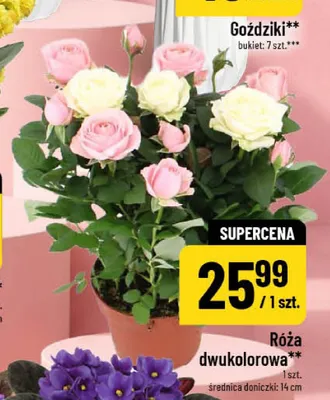 Róża dwukolorowa promocja w POLOmarket