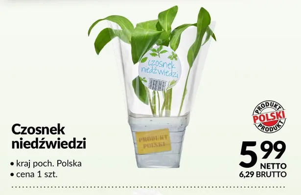 Czosnek niedźwiedzi promocja w Makro