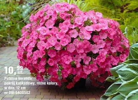 Petunia Veranda pokrój kaskadowy, różne kolory promocja w OBI