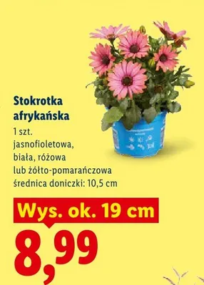 Stokrotka afrykańska różowa promocja w Lidl