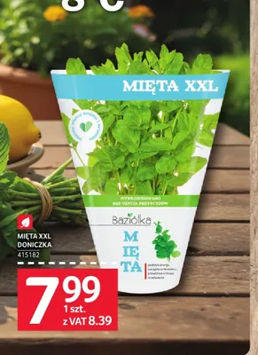 Mięta XXL w doniczce Baziółka promocja w Selgros