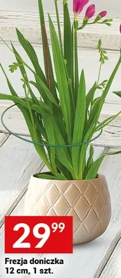 Frezja doniczka 12 cm, 1 szt. promocja w Twój Market