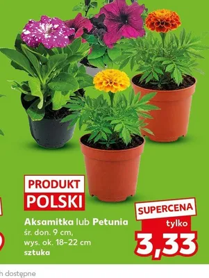 Roślina promocja w Kaufland