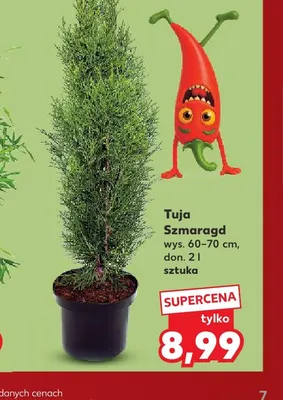 Tuja Szmaragd promocja w Kaufland