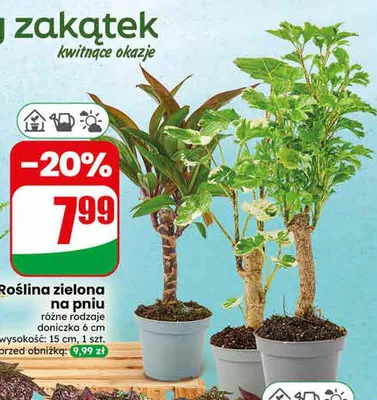 Roślina zielona na pniu promocja w Dino