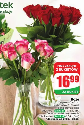 Róże promocja w Dino