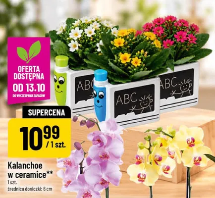 Kalanchoe w ceramice promocja w POLOmarket