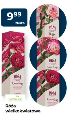 Róża wielkokwiatowa Dolce Delight promocja w PSB Mrówka