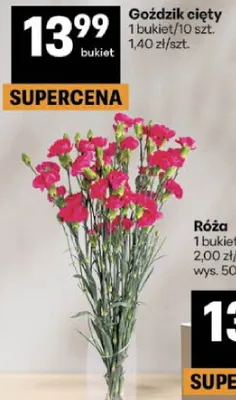 Goździk cięty promocja w Delikatesy Centrum