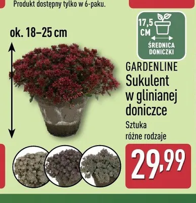 Sukulent w glinianej doniczce Gardenline promocja w Aldi