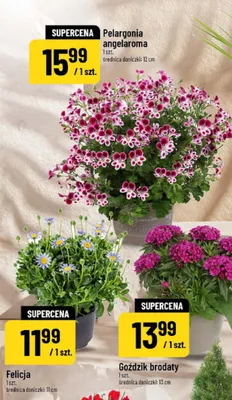 Pelargonia angeiaroma promocja w POLOmarket