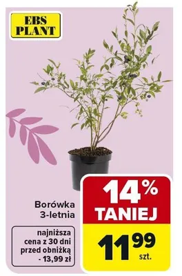 Borówka letnia promocja w Carrefour