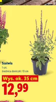 Szałwia promocja w Lidl