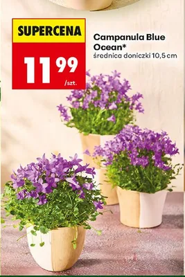Campanula Blue Ocean dzwonek 10,5 cm promocja w Biedronka