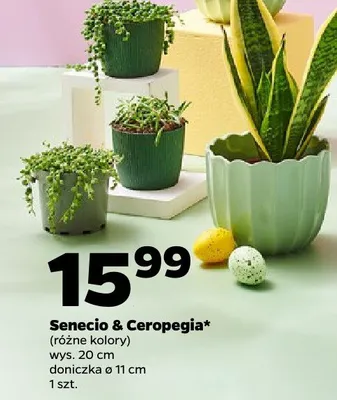 Senecio & Ceropegia (różne kolory) promocja w Netto