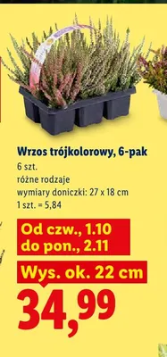 Wrzos trójkolorowy 6-pak promocja w Lidl