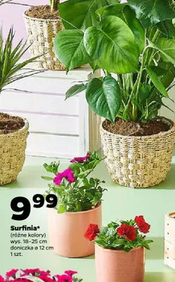 Surfinia kwiat tarasowy promocja w Netto