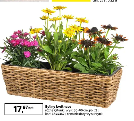 Byliny kwitnące promocja w Leroy Merlin
