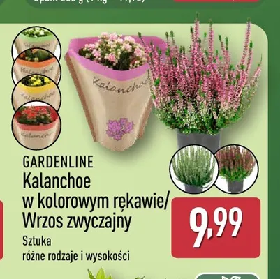 Kalanchoe w kolorowym rękawie Gardenline promocja w Aldi