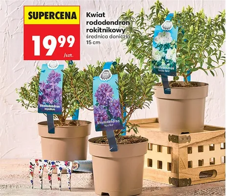 Kwiat rododendron rokitnikowy promocja w Biedronka