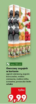 Owocowy zagajnik w kartonie Kaufland promocja w Kaufland