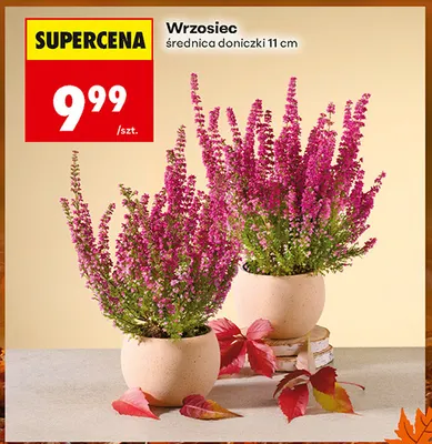 Wrzosiec promocja w Biedronka