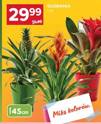 Guzmania miks kolorów promocja w Stokrotka