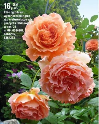Róże ogrodowe wybór odmian z grup róż wielkokwiatowych, prących i rabatowych promocja w OBI
