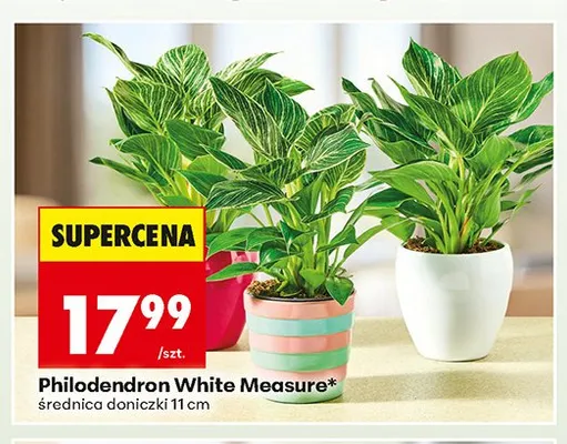 Philodendron White Measure promocja w Biedronka