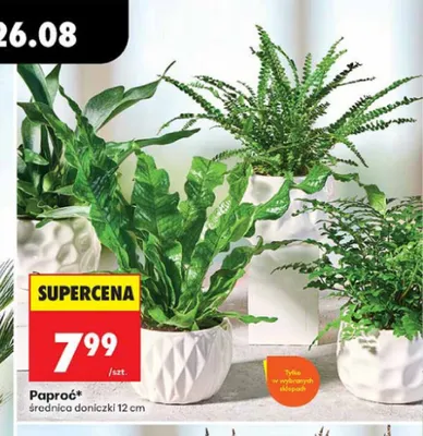 Paproć średnica doniczki 12 cm promocja w Biedronka