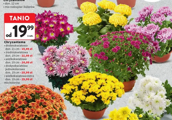 Chryzantema drobnokwiatowa don. 21 cm promocja w Intermarche