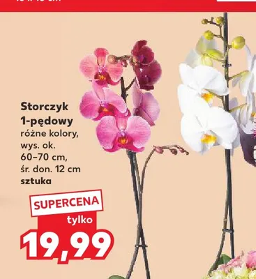 Storczyk 1-pędowy promocja w Kaufland
