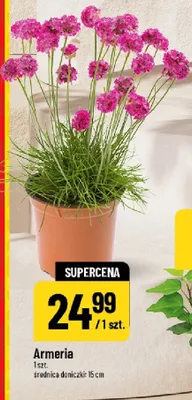 Armeria promocja w POLOmarket