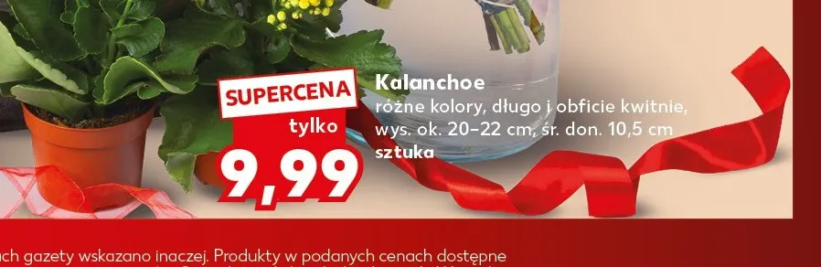 Kalanchoe promocja w Kaufland