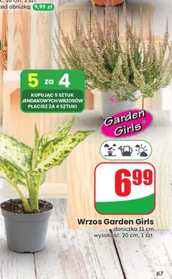 Wrzos Garden Girls doniczka 11 cm wysokość 20 promocja w Dino