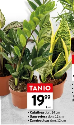 Zamioculcas roślina doniczkowa don. 12cm promocja w Intermarche