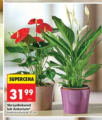 Skrzydłokwiat średnica doniczki 17 cm promocja w Biedronka