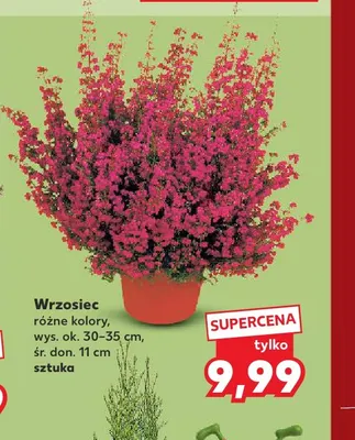 Wrzosiec promocja w Kaufland