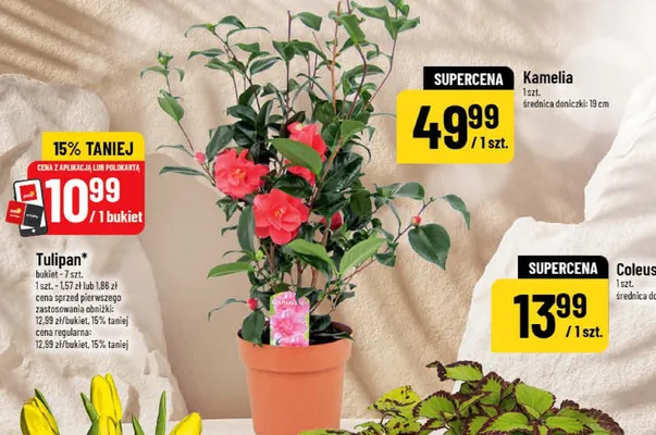 Kamelia 1 szt. średnica doniczki: 19 cm promocja w POLOmarket