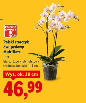 Polski storczyk dwupędowy Multiflora biały, różowy lub fioletowy promocja w Lidl