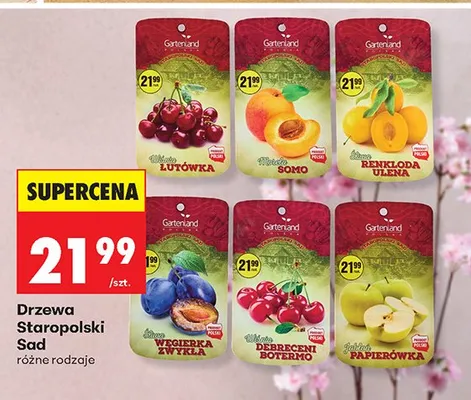 Drzewa Staropolski Sad - renkloda ulena promocja w Biedronka