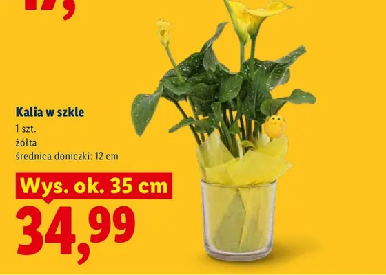 Kalia w szkle promocja w Lidl