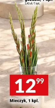 Mieczyk promocja w Twój Market