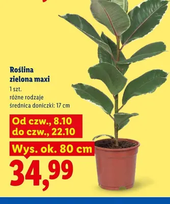 Roślina zielona maxi promocja w Lidl