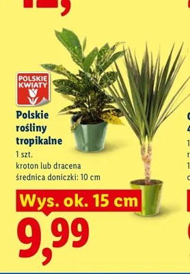 Roślina tropikalna Kroton polska wys. ok. 15 cm promocja w Lidl