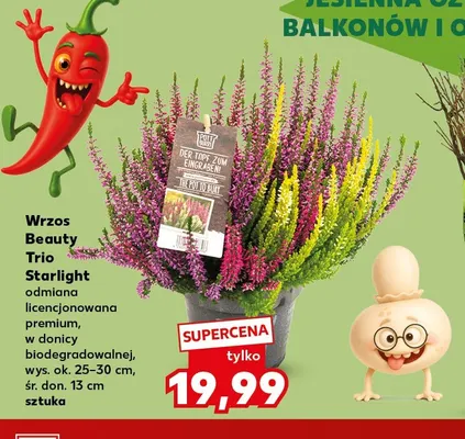 Wrzos Beauty Trio Starlight promocja w Kaufland