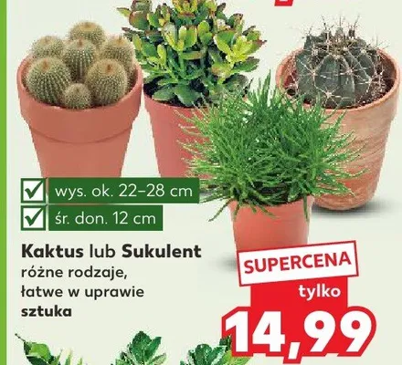 Kaktus lub Sukulent różne rodzaje łatwe w uprawie sztuka promocja w Kaufland