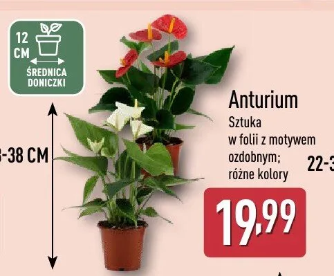 Anturium sztuka w folii z motywem ozdobnym różne kolory promocja w Aldi
