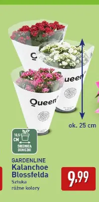 Kalanchoe Blossfelda Gardenline promocja w Aldi
