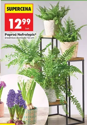 Paproć Nefrolepis promocja w Biedronka